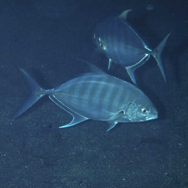 Carangoides ferdau